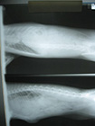 Dijafragmatska hernija kod mačke - pre operacije