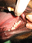 Implantacija zuba prvi put u Srbiji