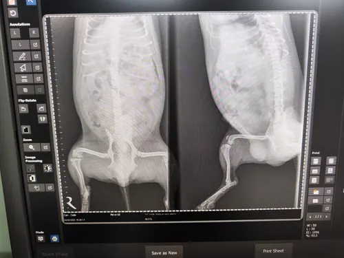 Rendgenski snimak kukova i kolena psa sa rupturom prednjeg ukrštenog ligamenta